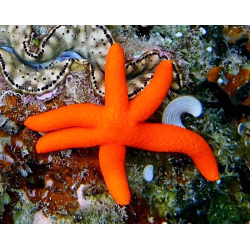 Echinaster Luzonicus