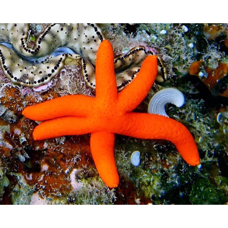 Echinaster Luzonicus