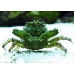 Mitrax Sculptus