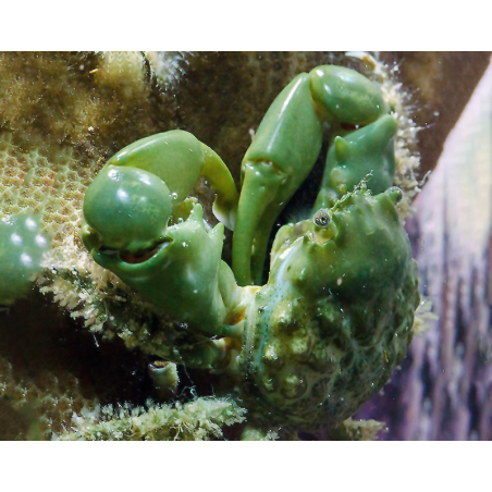 Mitrax Sculptus