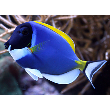 Acanthurus Leucosternon