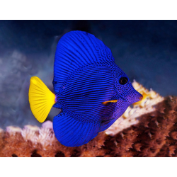 Zebrasoma Xanthurum