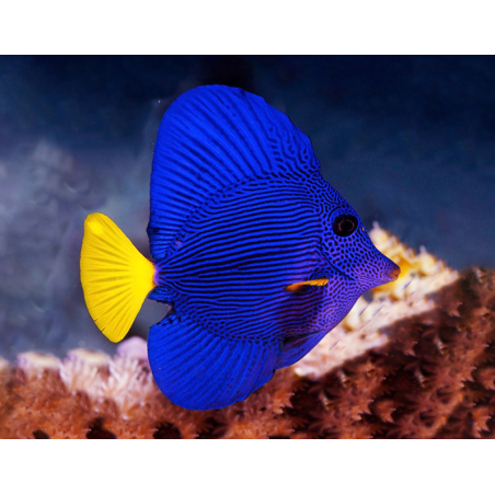 Zebrasoma Xanthurum