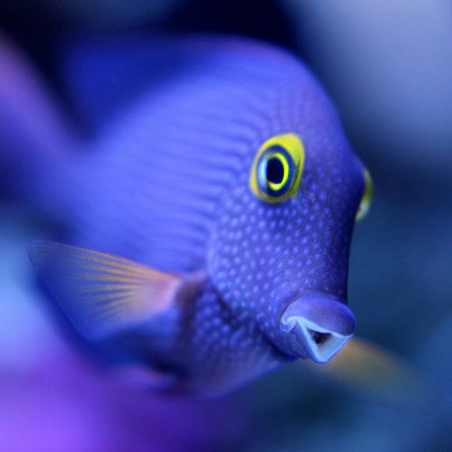 Zebrasoma Xanthurum