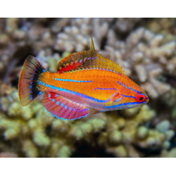 Paracheilinus Mccoskeri