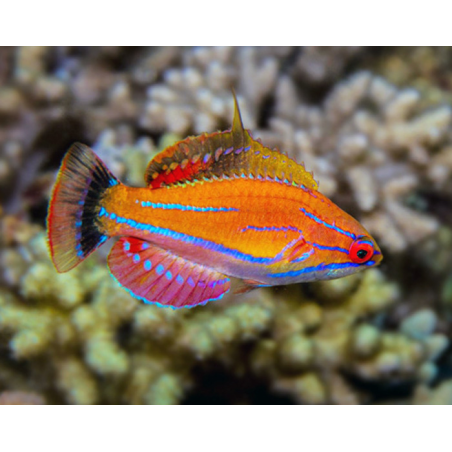 Paracheilinus Mccoskeri