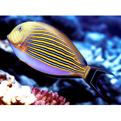 Acanthurus Lineatus