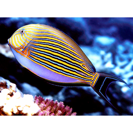 Acanthurus Lineatus