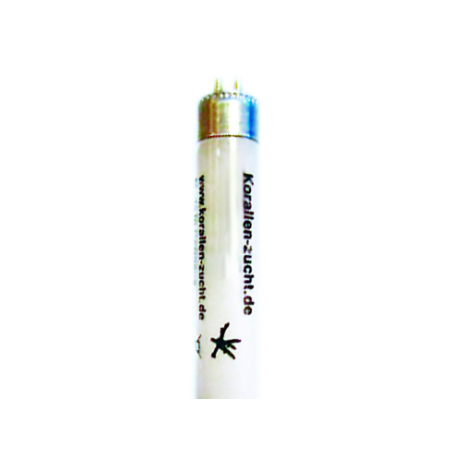 Korallen Zucht T5 Great Barrier Turquoise