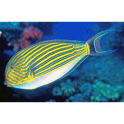 Acanthurus Lineatus