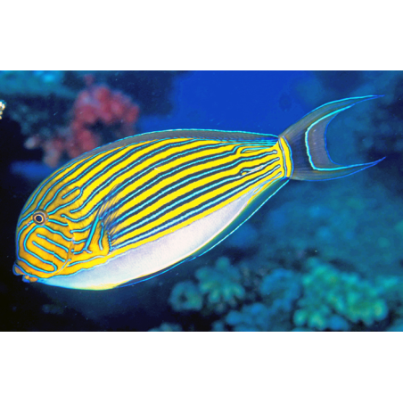 Acanthurus Lineatus