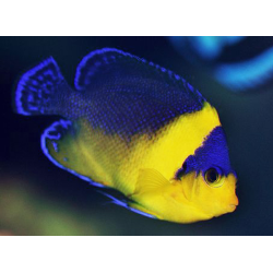 Centropyge Venusta
