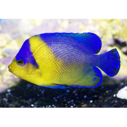 Centropyge Venusta