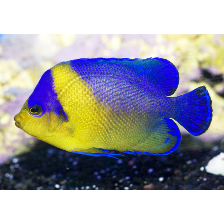 Centropyge Venusta