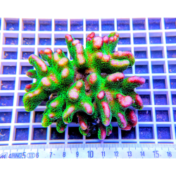 Stylophora pistillata Bicolore