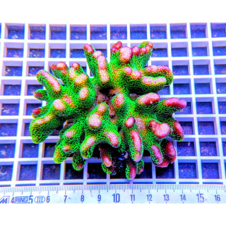 Stylophora pistillata Bicolore