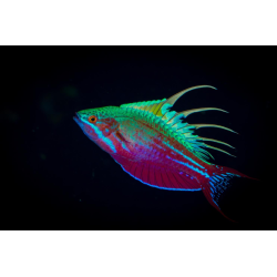 Paracheilinus Filamentosus