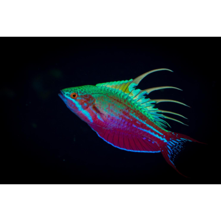 Paracheilinus Filamentosus