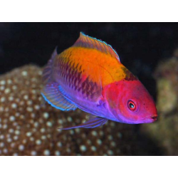 Cirrhilabrus Aurantidorsalis