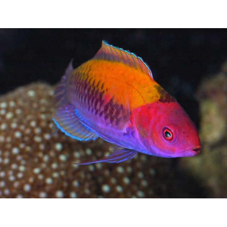 Cirrhilabrus Aurantidorsalis