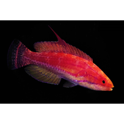 Paracheilinus Flavianalis