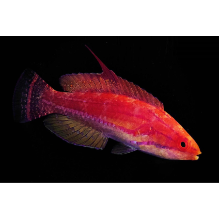 Paracheilinus Flavianalis