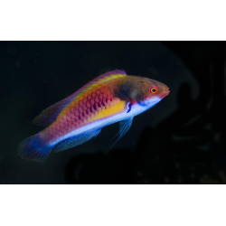 Cirrhilabrus Luteovittatus