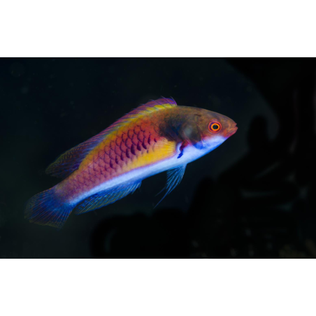Cirrhilabrus Luteovittatus