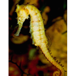 Hippocampus Barbouri - COPPIA