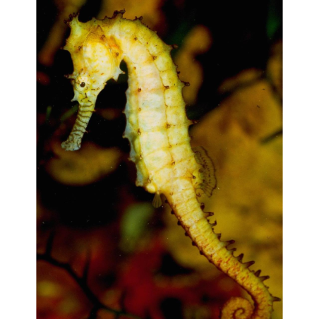 Hippocampus Barbouri - COPPIA
