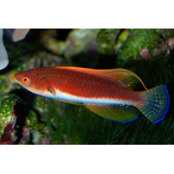 Cirrhilabrus Filamentosus