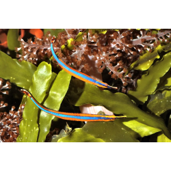 Doryrhamphus Excisus