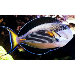 Acanthurus Sohal