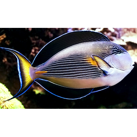 Acanthurus Sohal