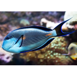 Acanthurus Sohal
