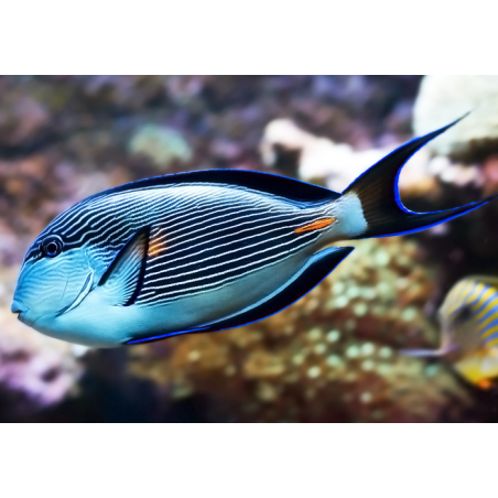 Acanthurus Sohal