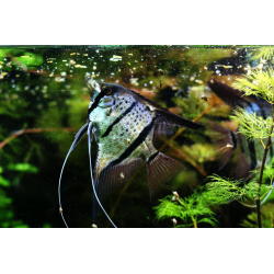 Pterophyllum Scalare