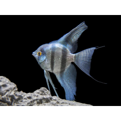 Pterophyllum Scalare