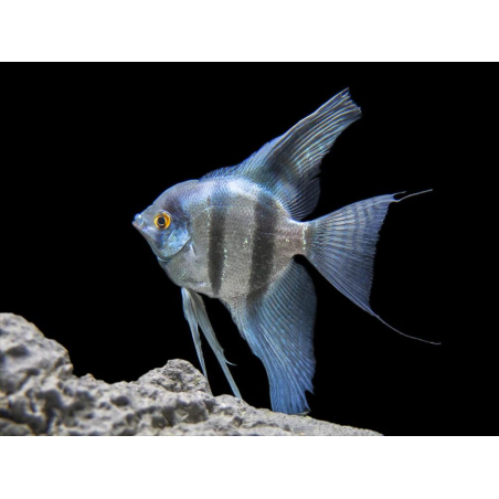 Pterophyllum Scalare