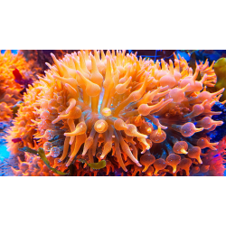 Entacmaea Quadricolor ( anemone a bolle rosso)