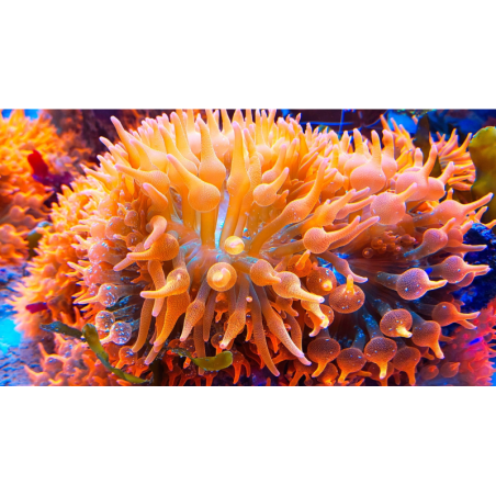 Entacmaea Quadricolor ( anemone a bolle rosso)