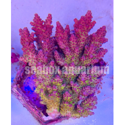acropora sp. australia