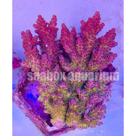 acropora sp. australia