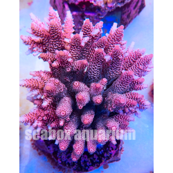 acropora millepora rosa