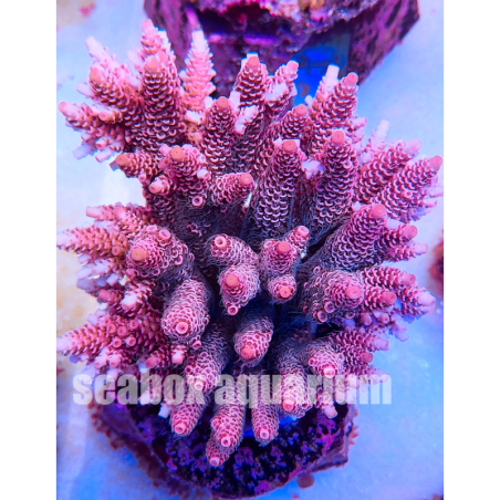 acropora millepora rosa