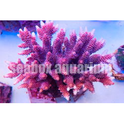 acropora millepora rosa