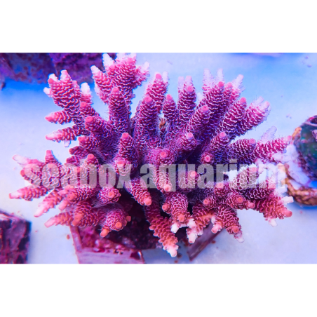 acropora millepora rosa