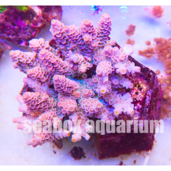 acropora tenuis rosa-arancio