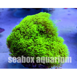 Briareum sp.