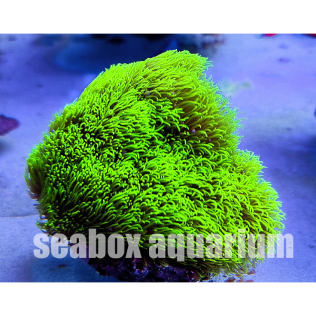 Briareum sp.